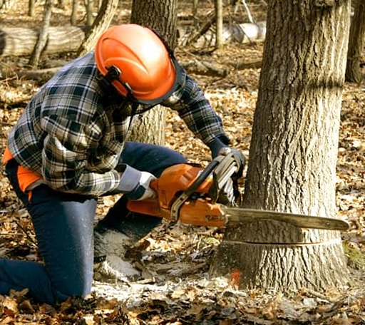 Tree Removal in Panther Burn, MS